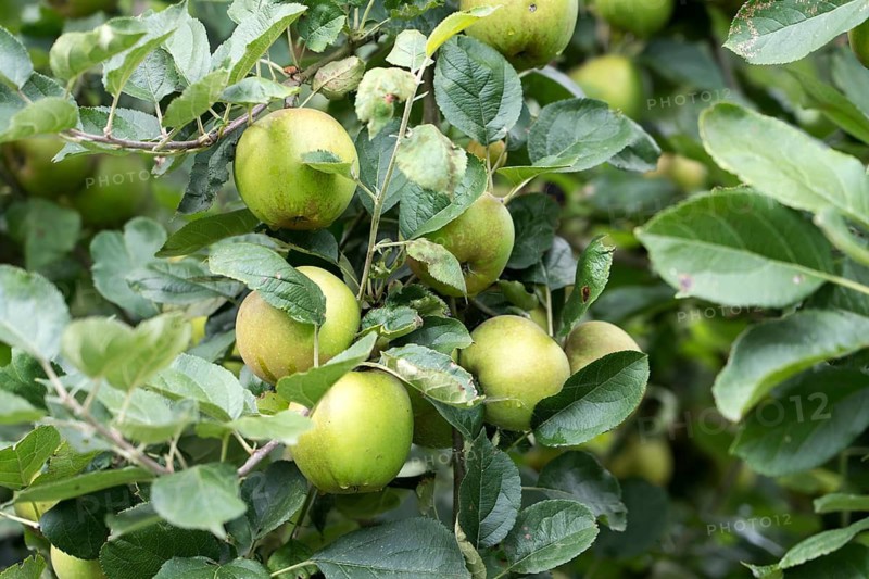 Belle de Boskoop apple, old variety, Germany, Europe