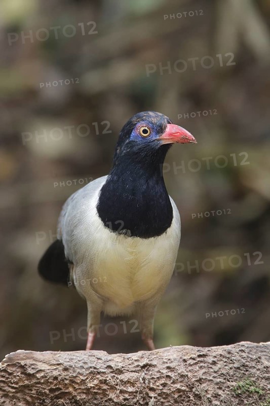 Coral-billed Ground Cuckoo (Carpococcyx renauldi), Khao Yai, Thailand