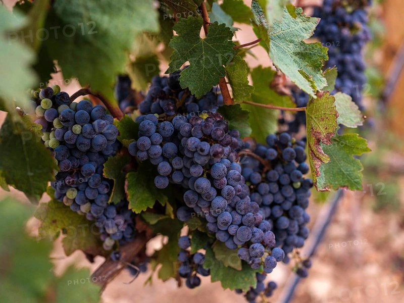 Lush bunches of ripe grapes hanging from vines in a Mallorca vineyard. Rich green leaves surround the plump, juicy grapes, capturing the essence of Mediterranean viticulture