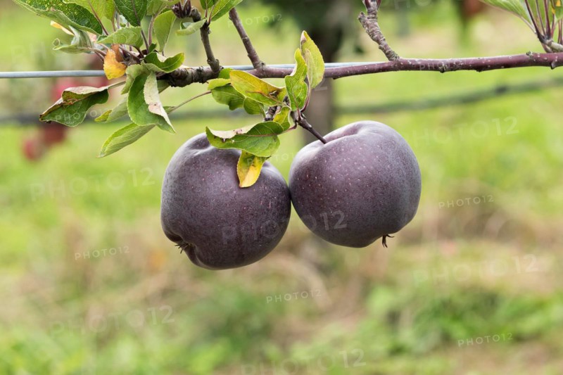 Apple (Malus domestica 'Jeromine'), Weihenstephaner Gärten, Germany
