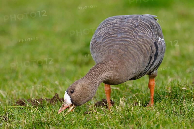 Greater White-fronted Goose (Anser albifrons) foraging, North Rhine-Westphalia, Germany