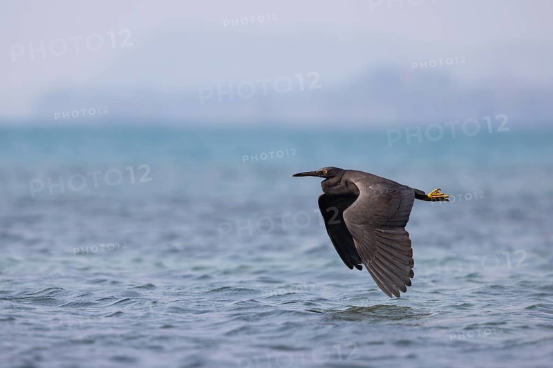 Pacific Reef Heron (Egretta sacra) flying, Trat, Thailand