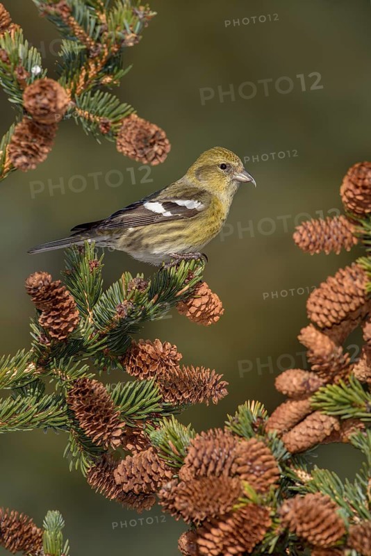 Two-barred Crossbill (Loxia leucoptera) female, Alaska, USA