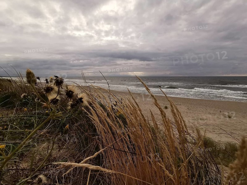 Wild grasses in the foreground of a sandy beach under cloudy sky