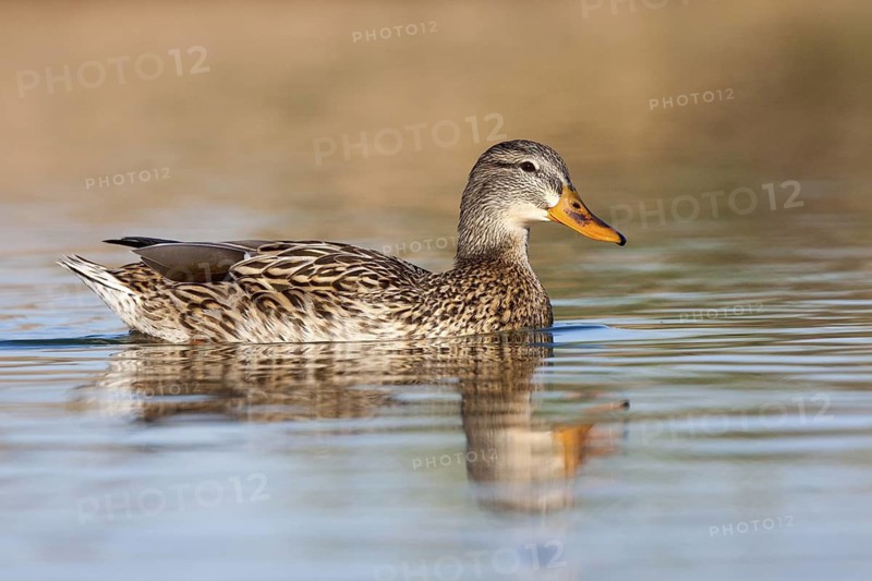 Mallard Anas platyrhynchos Tucson, Arizona, United States 9 February Adult Female Anatidae