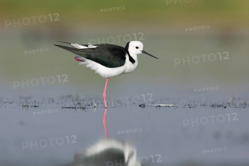 White-headed Stilt (Himantopus leucocephalus), Victoria, Australia