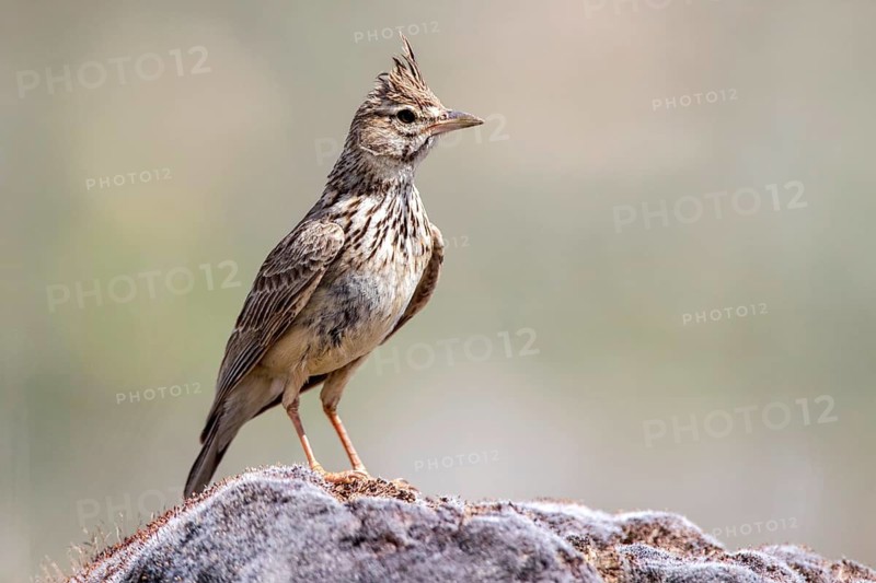 Thekla Lark (Galerida theklae) perched on a rock, Castile and Leon, Spain