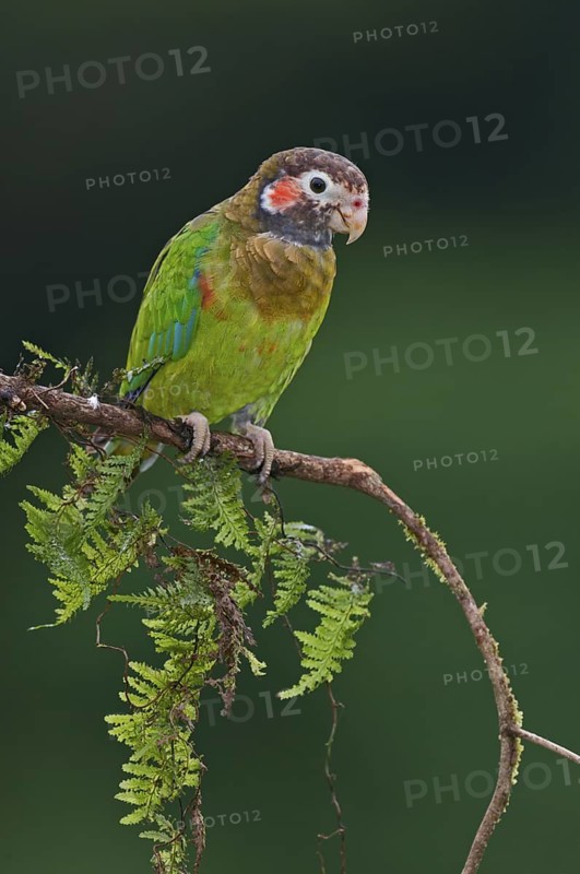 Brown-hooded Parrot (Pyrilia haematotis), Costa Rica