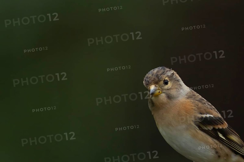 Brambling (Fringilla montifringilla) adult female bird head portrait, Suffolk, England, United Kingdom