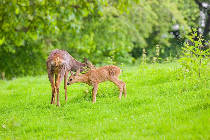 A female roe deer (Capreolus capreolus) and her fawn stand in a meadow