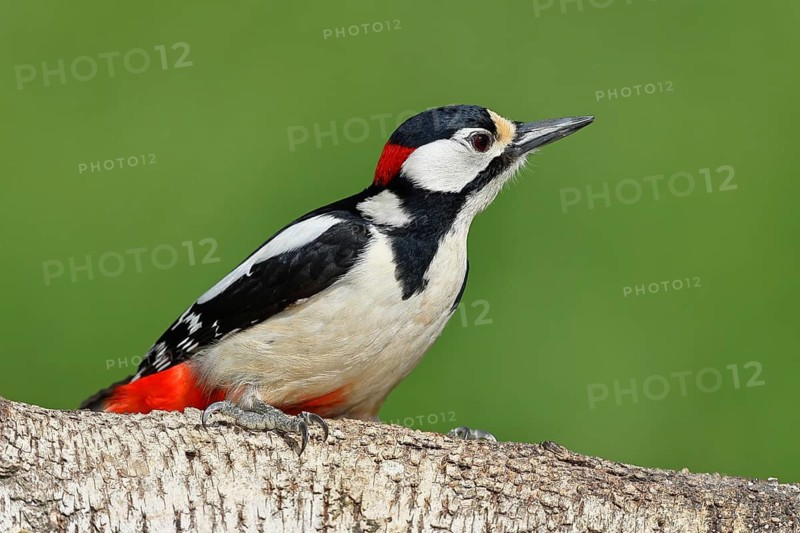 Great spotted woodpecker (Dendrocopos major) male sitting on a birch trunk, Animals, Birds, Woodpeckers, Wilnsdorf, North Rhine-Westphalia, Germany