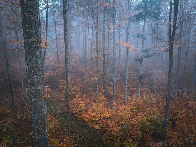 Misty autumn forest with orange leaves and calm atmosphere, Gechingen, Black Forest, Germany