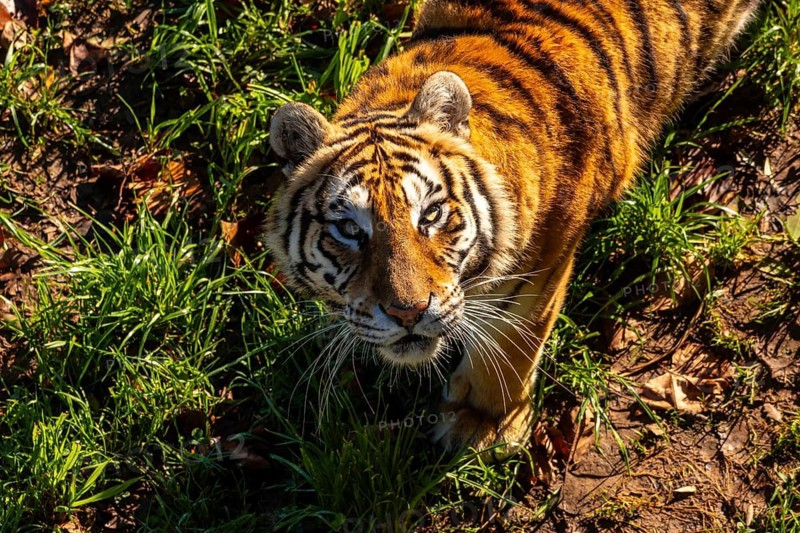 A tiger is standing in a grassy area with its head up. The tiger is looking at the camera, and its eyes are wide open. The scene is peaceful and serene