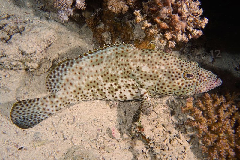 Rusty grouper (Epinephelus tauvina)