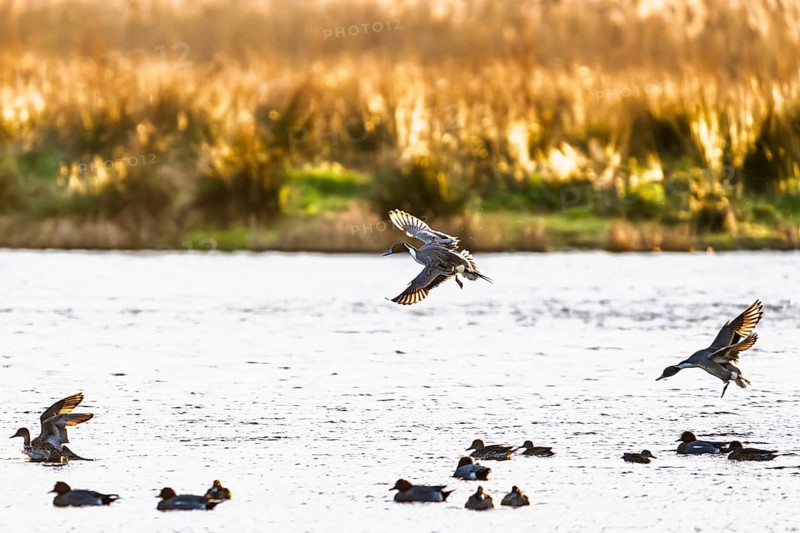 Northern Pintail, Anas acuta, Birds in flight over marshes, Devon, England, United Kingdom