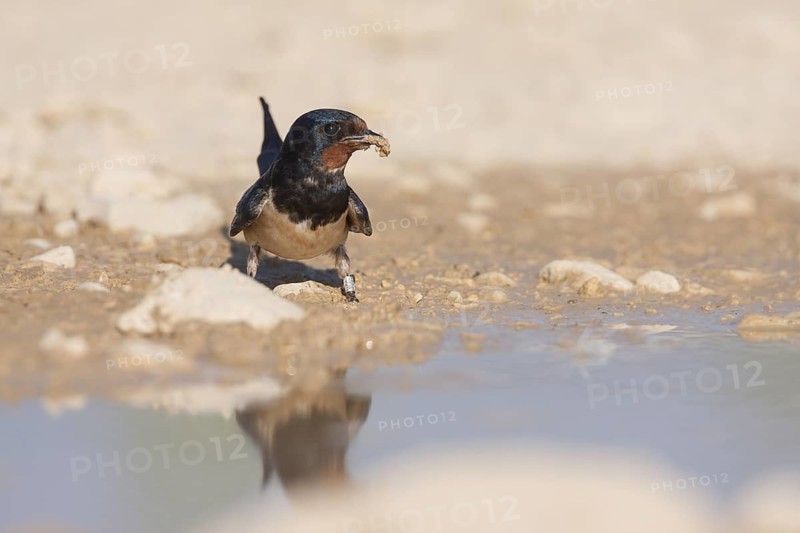 Barn Swallow - Rauchschwalbe - Hirundo rustica ssp. rustica, Croatia, adult