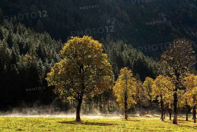 Engtal valley, large maple in the morning dew, sycamore maple (Acer pseudoplatanus) in glorious autumn colours, group of trees against the light