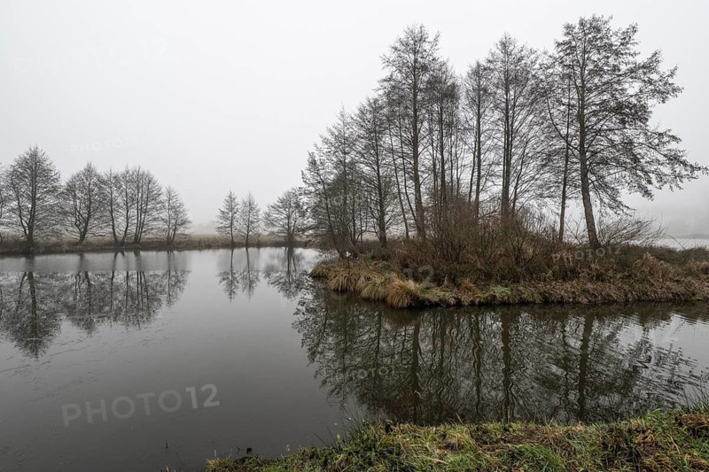 Pond landscape with black alder (Alnus glutinosa) in the fog, Emsland, Lower Saxony, Germany