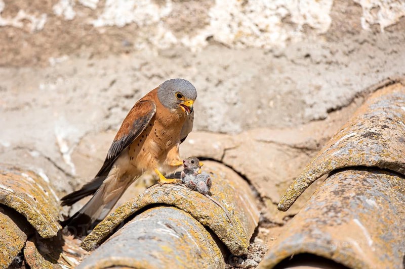 Lesser Kestrel (Falco naumanni) male on a roof with mouse prey, Castile-La Mancha, Spain
