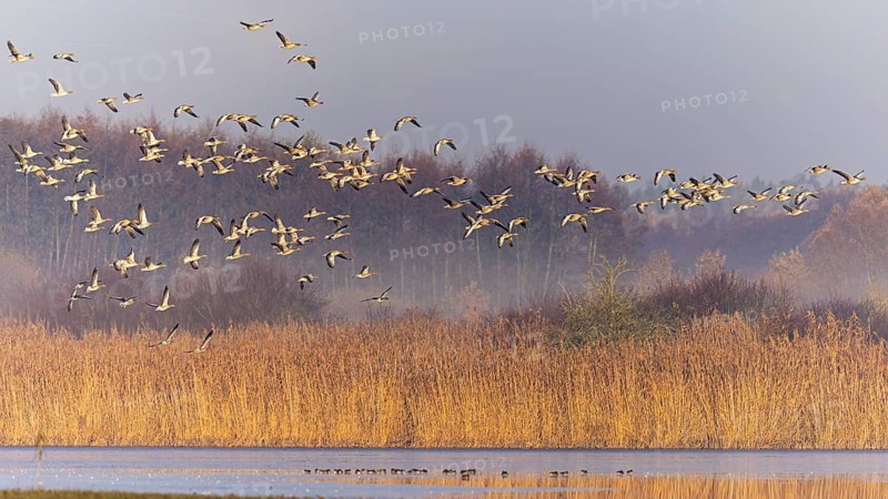 Greylag Goose (Anser anser) group in flight, Saxony-Anhalt, Germany
