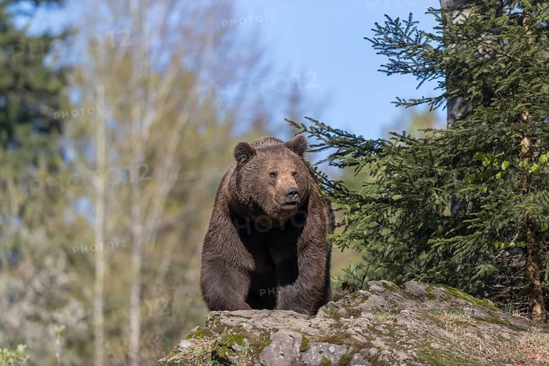 One adult male eurasian brown bear (Ursus arctos arctos) appearing behind mossy rocks in bright sunlight