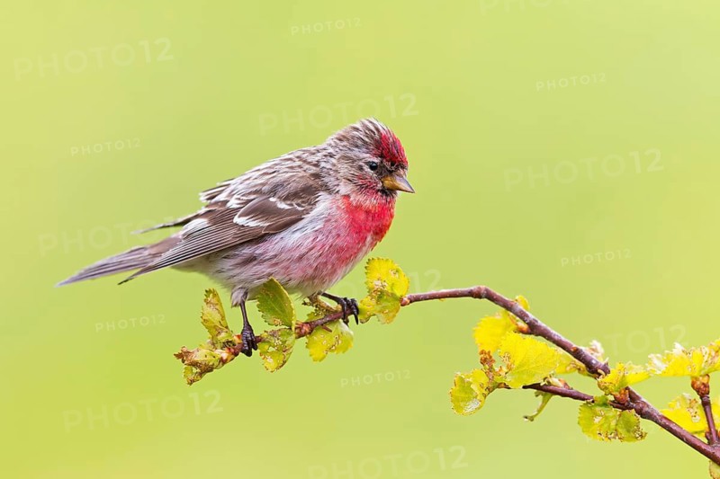 Birkenzeisig, Common Redpoll, Redpoll, Carduelis flammea, Acanthis flammea, Sizerin flammé, Pardillo Sizerín