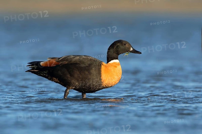 Australian Shelduck (Tadorna tadornoides) male, Victoria, Australia