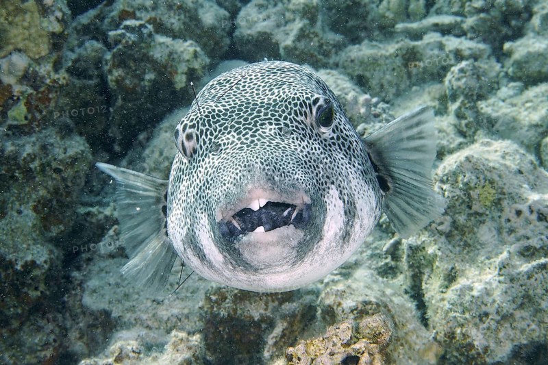 Giant pufferfish (Arothron stellatus)