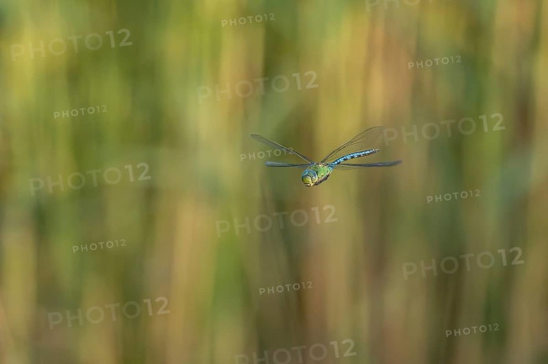 The spring hawker (Brachytron pratense) flies over open terrain. It moves swiftly above the ground. Bas-Rhin, Alsace, France
