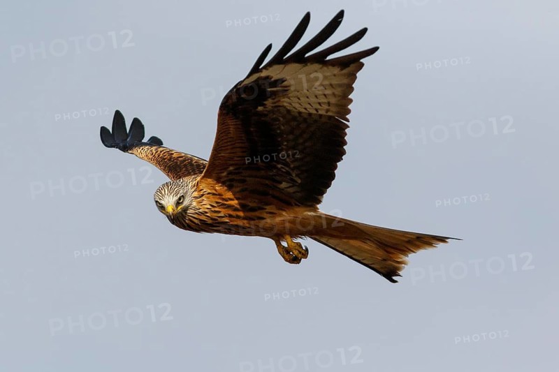 Red Kite (Milvus milvus), in flight, Catile and Leon, Spain