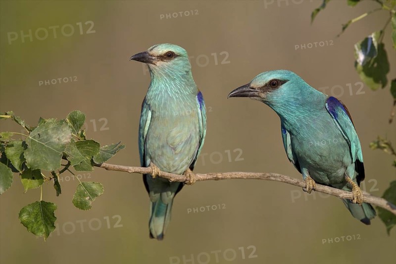 European Roller (Coracias garrulus), Bulgaria