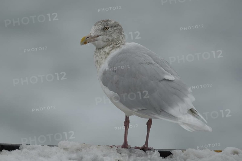Glaucous Gull (Larus hyperboreus), Hokkaido, Japan