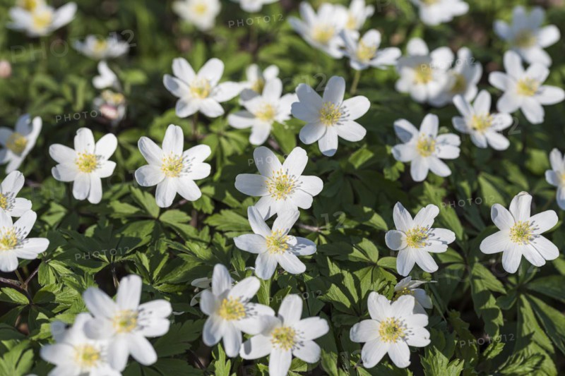 Wood anemone (Anemone nemorosa), Cambridge Botanical Garden, Germany