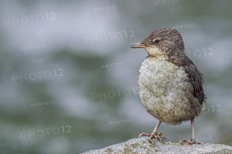 Wasseramsel juv., Cinclus cinclus White-throated Dipper juv., Cinclus cinclus