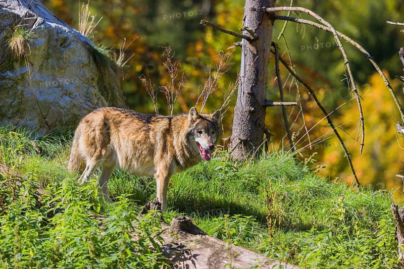One eurasian gray wolf (Canis lupus lupus) standing on a small hill between logs and rocks with a colourful fall foliage in the background