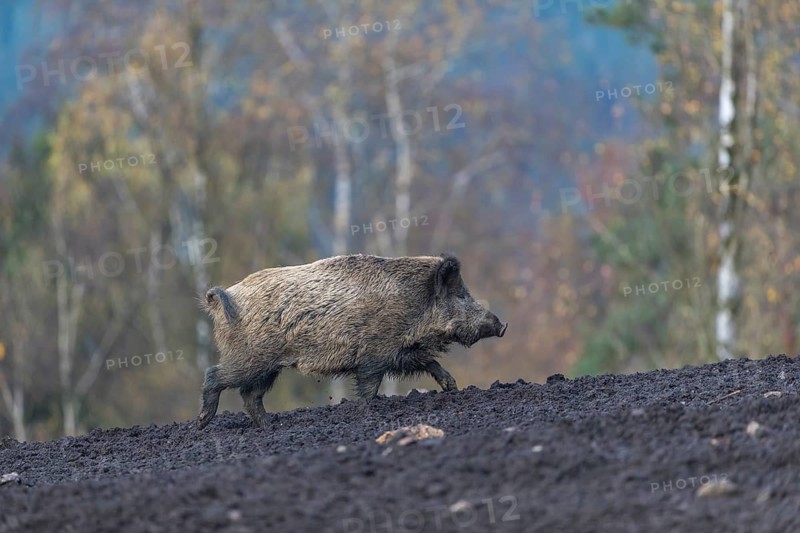 One wild boar or wild pig (Sus scrofa), walking over a muddy opening searching for food, with an autumnal colored forest in the background