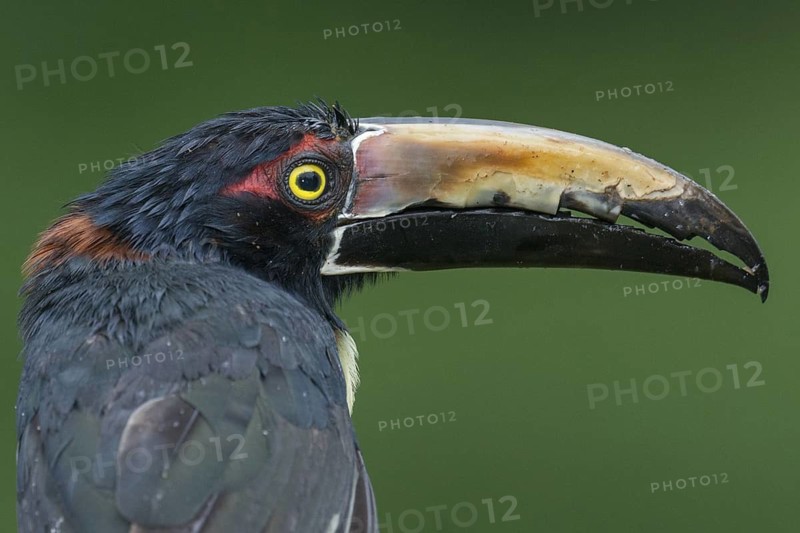 Collared Aracari (Pteroglossus torquatus), Costa Rica