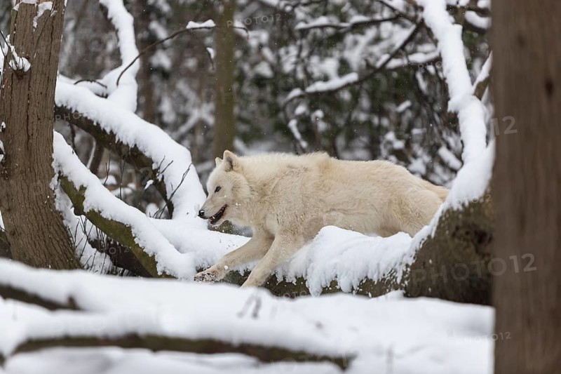 Melville Island wolf (Arctic wolf) running thru snow covered forest, snow falling