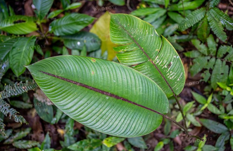 Leaves in the tropical rainforest, Corcovado National Park, Osa Peninsula, Puntarena Province, Costa Rica