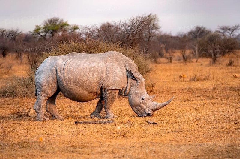 Southern white rhinoceros (Ceratotherium simum simum), grazing, in the evening light, Khama Rhino Sanctuary, Serowe, Botswana