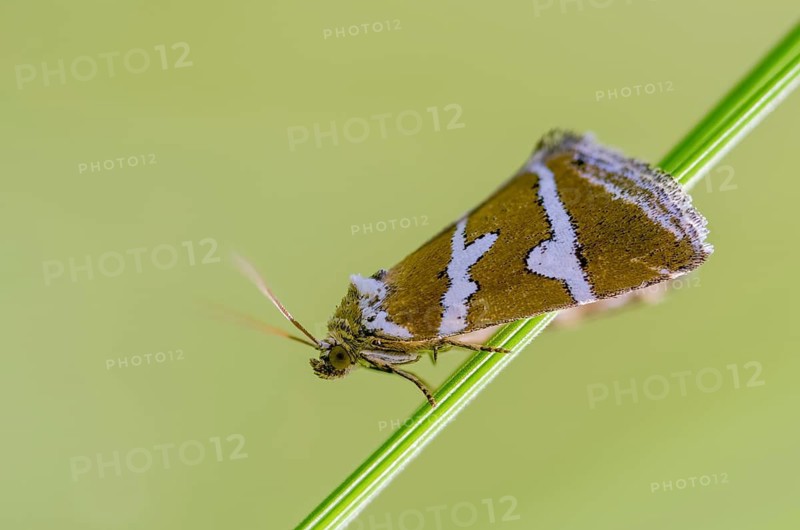 Deltote Bankiana, silver owl, silver-striped grass moth owl, insects, moths, moths, butterflies, silver barred