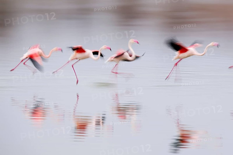 A group of pink flamingos runs gracefully across the water in Villafranca de los Caballeros, Spain. Their blurred wings and reflections create a dynamic, dreamlike scene in soft light