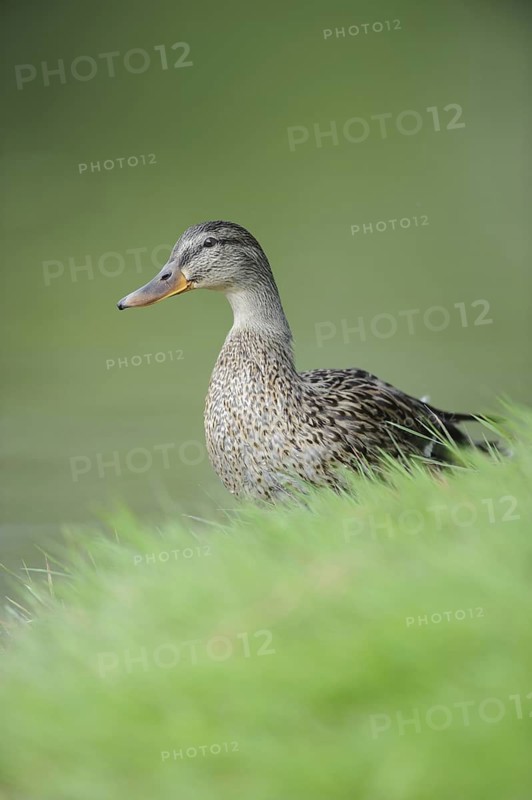 Mallard (Anas platyrhynchos) female, Thuringia, Germany