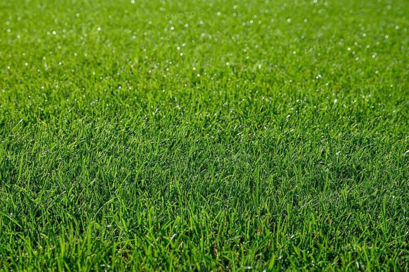 Beautiful wet natural grass on the sport pitch in Lubin, Poland