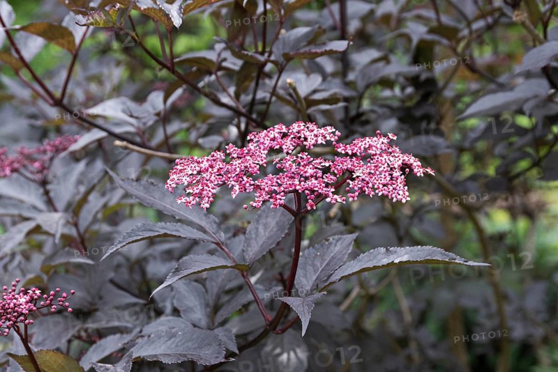 Red-leaved elderberry (Sambucus nigra BLACK BEAUTY), Botanic Garden, Sweden