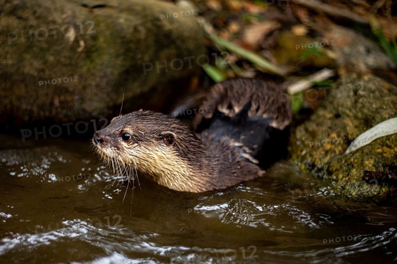 Close-up shot of an nutria emerging from water among rocks in Khao Sok National Park, located in Thailand's Surat Thani Province