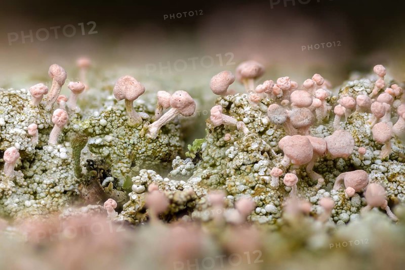 Baeomyces roseus, Dibaeis baeomyces, lichens, head lichen, braid braid, pink head braid, pink braid, lichen, pink earth lichen