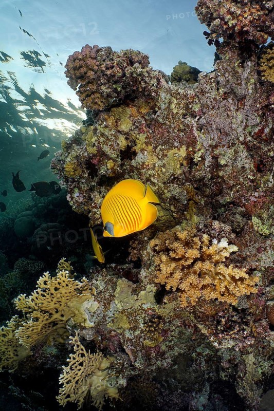 Maskarill masked butterflyfish (Chaetodon semilarvatus)