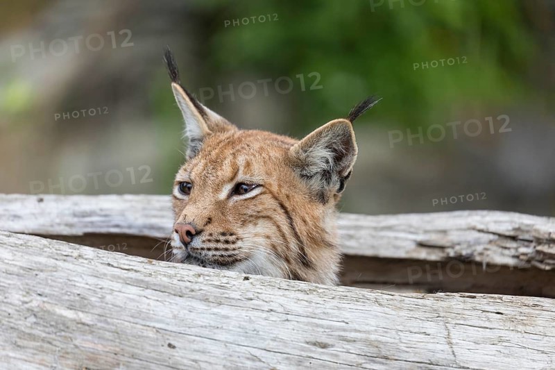 One Eurasian lynx, (Lynx lynx), hiding in a splittet log, only the head can be seen