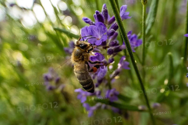Bee (Apiformes) on a lavender flower (Lavandula angustifolia), Bavaria, Germany